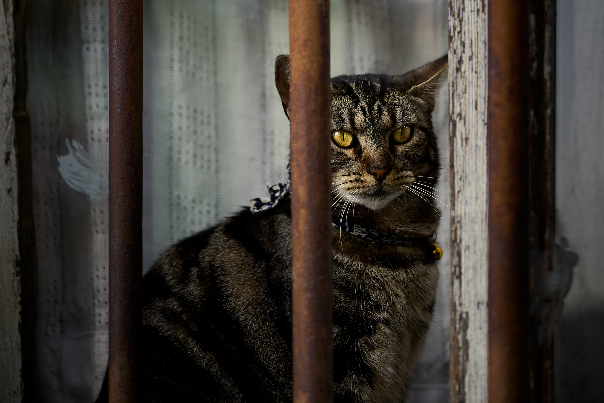 JB8_8800_NIKKOR Z 24-70mm f-2.8 S 1
